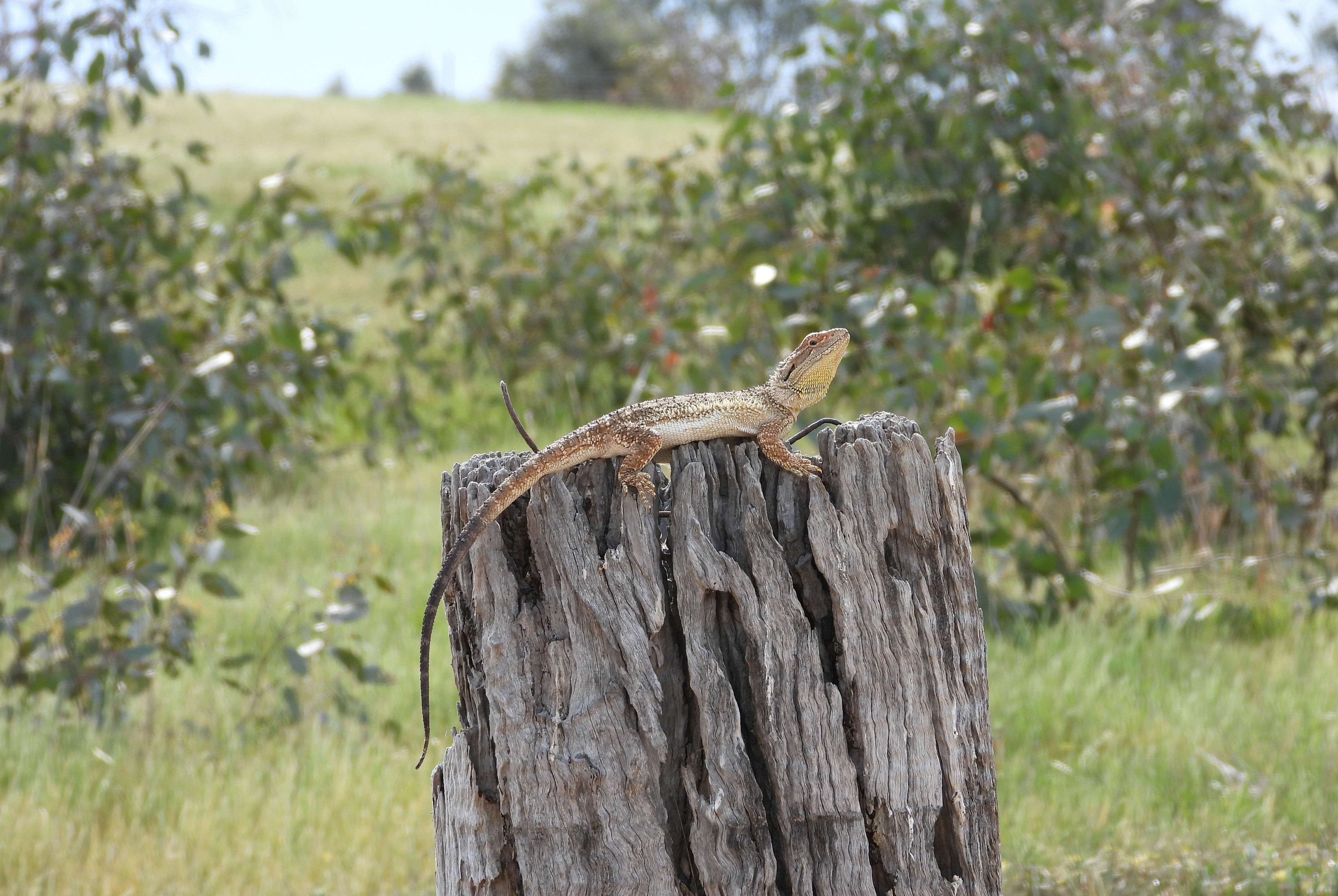 A Bearded Dragon by Suzey Barker and Snow Gums by Nicola Beautyman